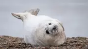 Record Seal Pup Births at Former Cold War Site in Suffolk