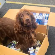 Sniffer Dogs Uncover £70k Illegal Cigarette Stash in Walsall Shops