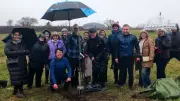 Sycamore Gap Sapling Planted at Welsh Hospital as Symbol of Hope for Chronic Conditions
