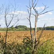 Tragic Discovery in Staffordshire as Firefighters Find Fatality in Burnt-Out Aircraft