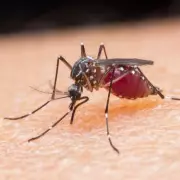 Tropical Disease Chikungunya Spreads Across Europe, UK at Risk