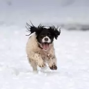 UK Braces for 48-Hour Snow Bomb with Up to Eight Inches Forecast