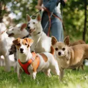 UK Pet Insurance Premiums Fall as Market Competition Intensifies