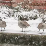 UK Snow Bomb Forecast Brought Forward to Hit from February 13