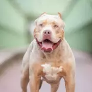 West Midlands Police Officers Honored for Bravery in XL Bully Dog Attack Rescue