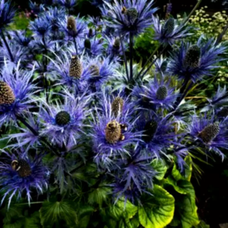 Alan Titchmarsh Reveals 7 Drought-Tolerant Plants for Low-Maintenance Gardens