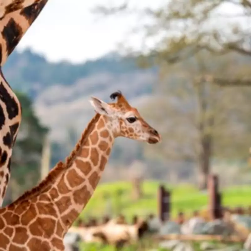 Baby Giraffes Take First Outdoor Steps at West Midlands Safari Park