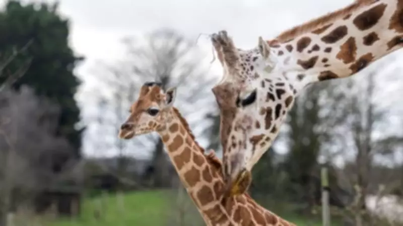 Baby Giraffes Take First Steps on Safari at West Midlands Safari Park