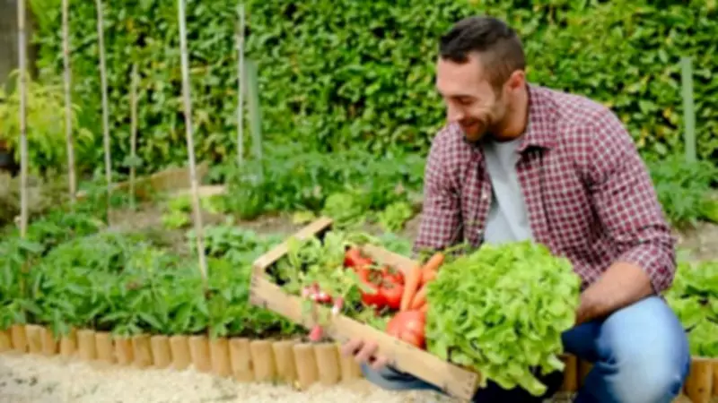 Beginner's Guide to Starting a Vegetable Patch in the UK