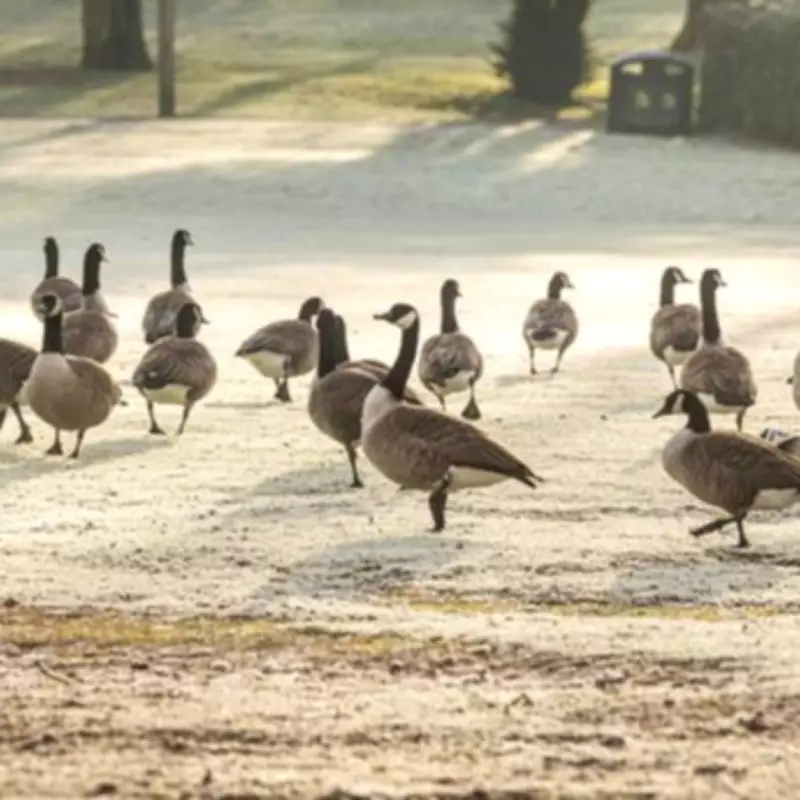 Birmingham Braces for Light Snowfall This Week as Temperatures Plunge