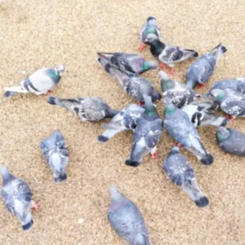 Brent Council Threatens 5-Year Prison Sentence for Bird Feeding in Parks