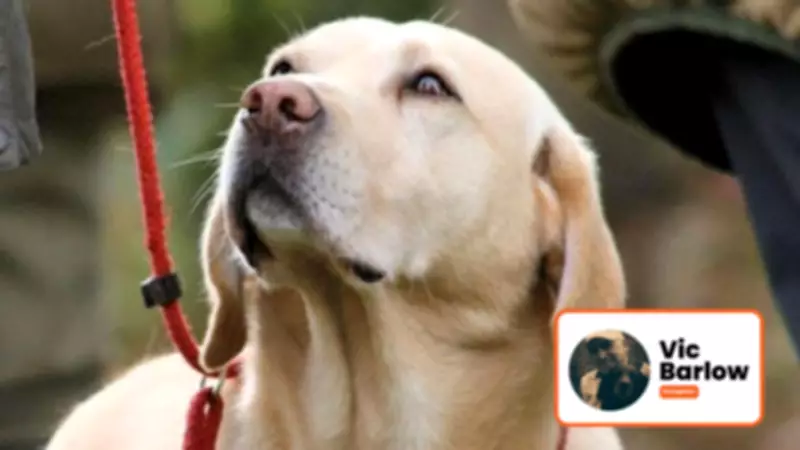 British Dog Trainer's US Seminar: A Tale of E-Collars and Rubber Ducks