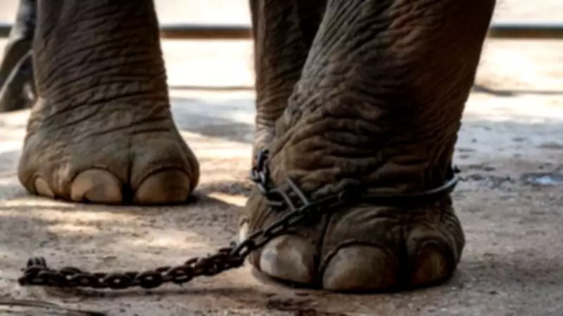 Charities Demand UK Government Enforce Ban on Cruel Animal Tourism Ads