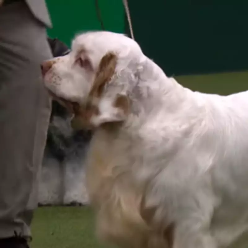 Clumber Spaniel Soloist Crowned Best in Show at Crufts 2026 in Birmingham