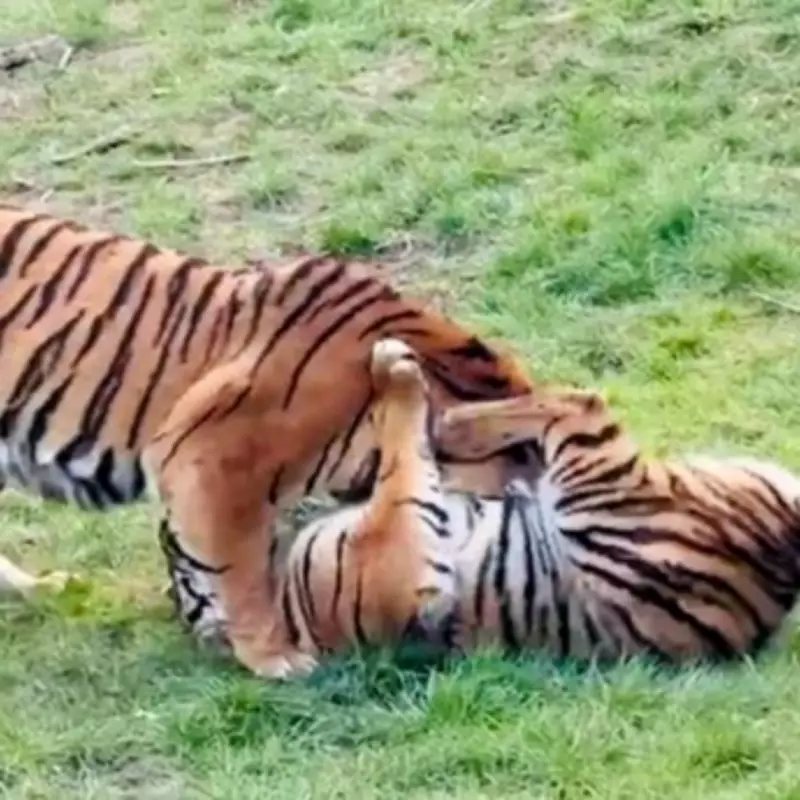 Critically Endangered Tiger Cubs Play at West Midlands Safari Park