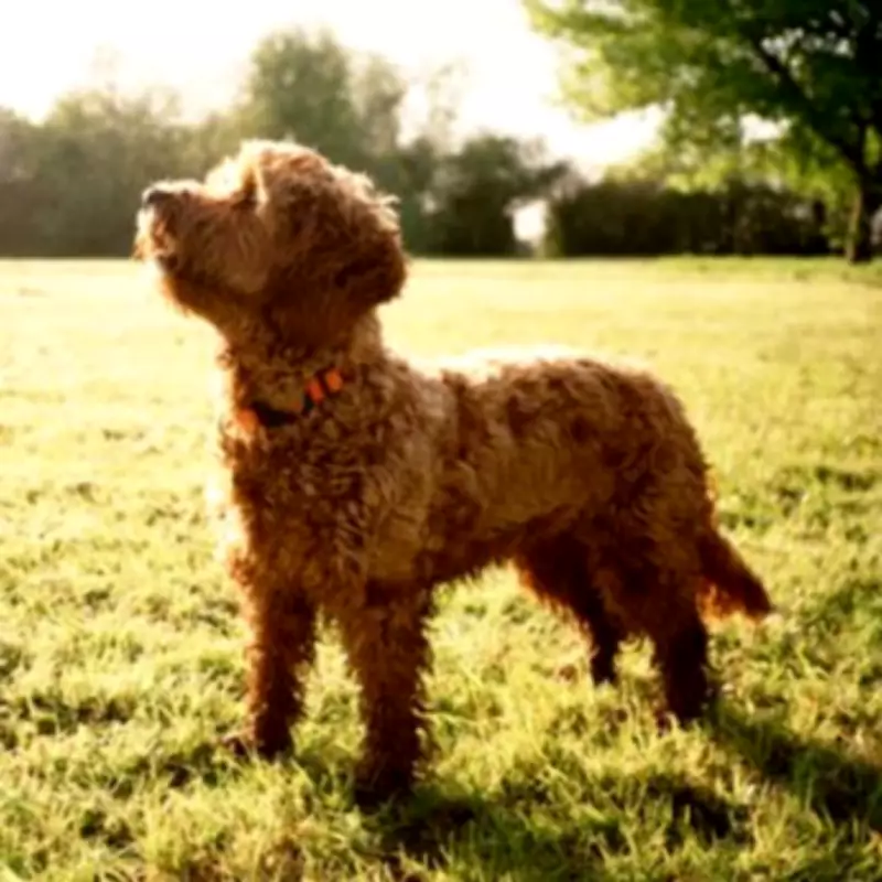 Crossbreed Dog Warning: Study Reveals Higher Behavioral Issues in Popular Mixes