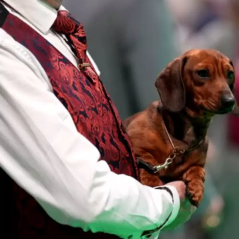 Crufts 2026 Day 2 Winners Announced: Terrier and Hound Champions Crowned