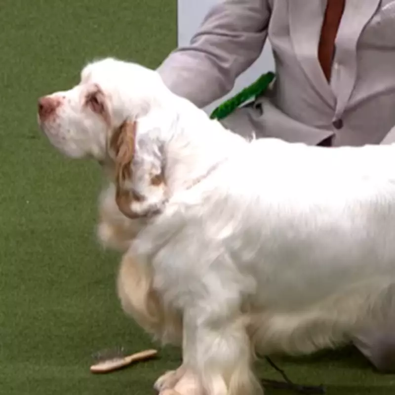 Crufts 2026 Day 4: Clumber Spaniel Soloist Wins Gundog Group