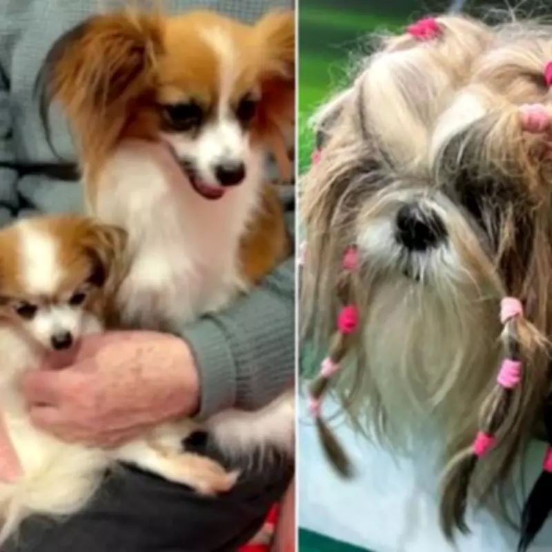 Crufts 2026 Showcases Young Kennel Club Talent at World's Biggest Dog Show