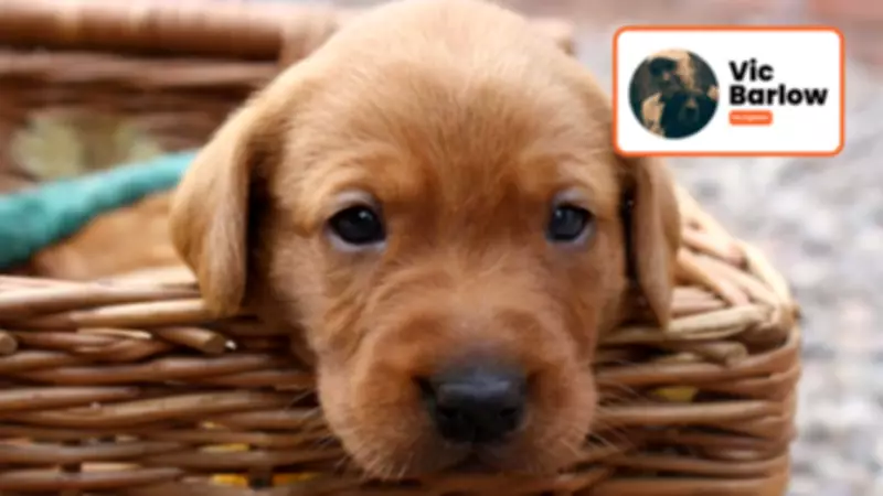Dog Training Expert Reveals How to Become Your Puppy's True Leader