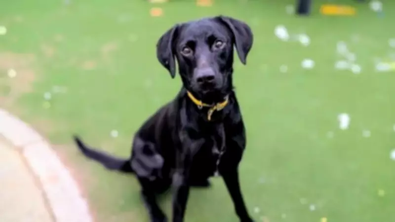 Dogs Trust Cardiff Seeks Homes for Last Two Breakfast-Named Spaniel-Shepherd Crosses