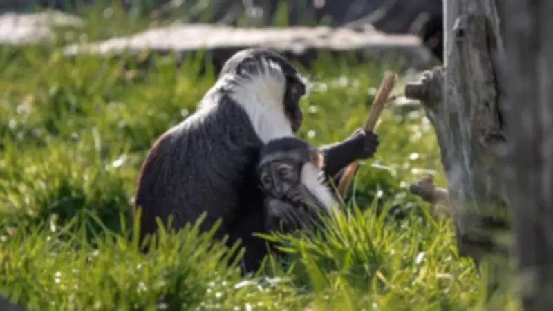 Endangered Monkey Gives Birth After Pioneering Surgery Saves Her Foot