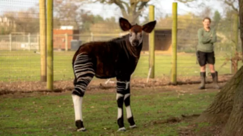 Endangered Okapi Calf Takes First Steps at Yorkshire Wildlife Park