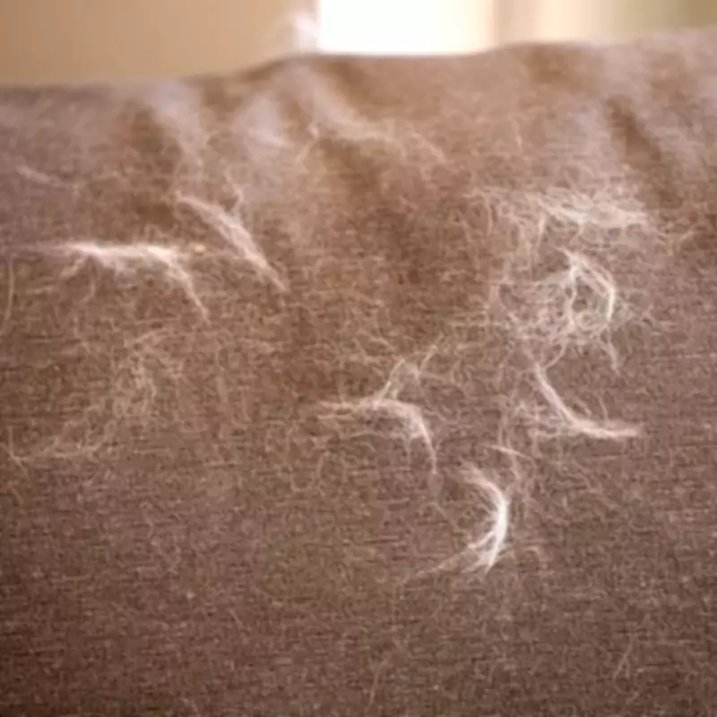 Fabric Softener Hack Removes Cat Hair from Clothes Instantly