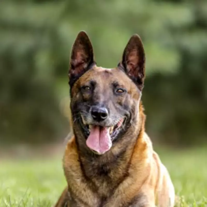 Farm Worker's Agony After Shooting Dog to Protect Sheep in Derbyshire