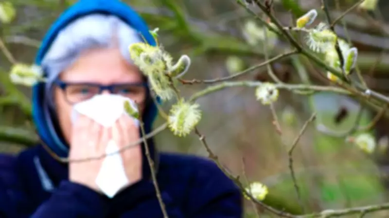 Hay Fever Cases Triple in 20 Years: UKHSA Warns of Health Impact