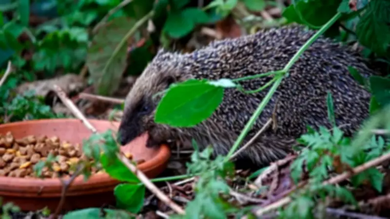 Hedgehog Awakening: Experts Urge Caution as Spiky Garden Visitors Emerge