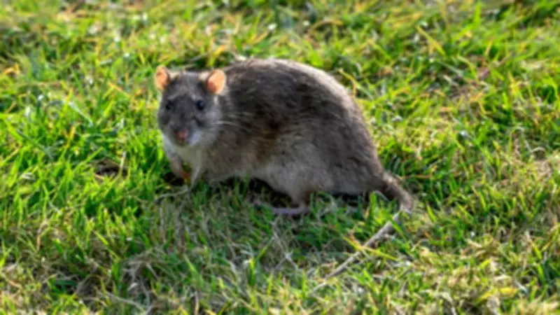 Homeowners Warned as Rat Activity Surges by 10% Nationwide