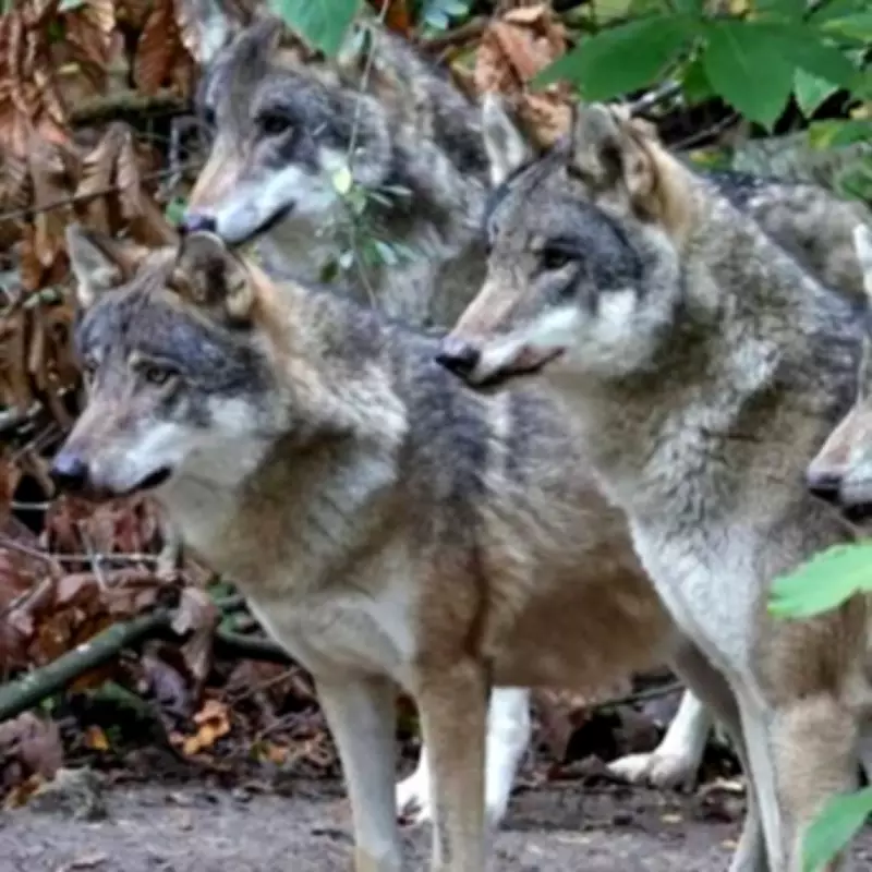 Kent Wildlife Park Forced to Euthanise Entire Wolf Pack After Injuries and Breakdown