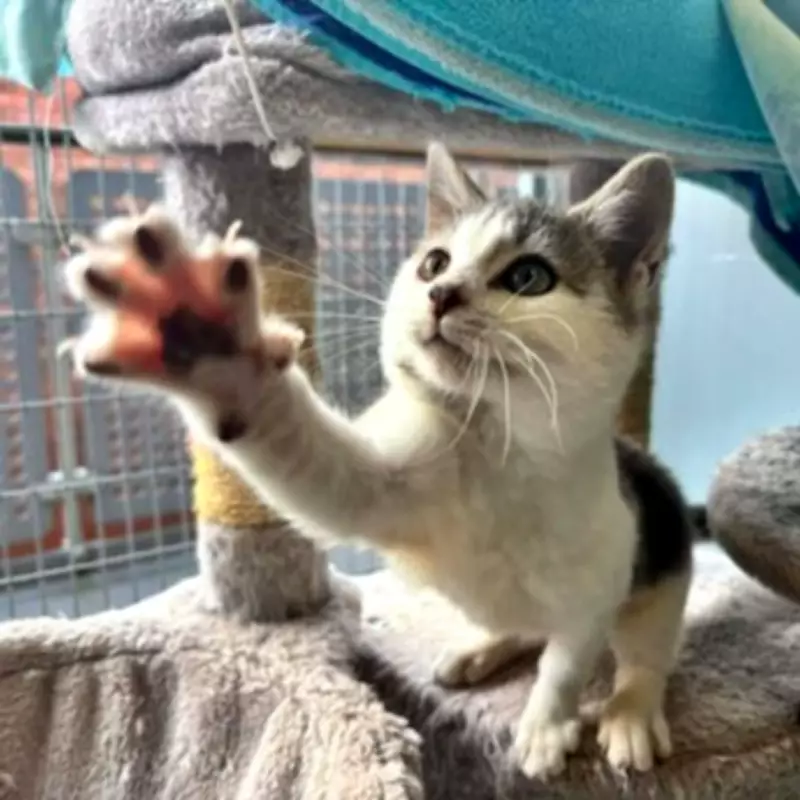 Kitten 'Forrest Gump' Rescued from Illegal Glue Trap in Birmingham Flytipping