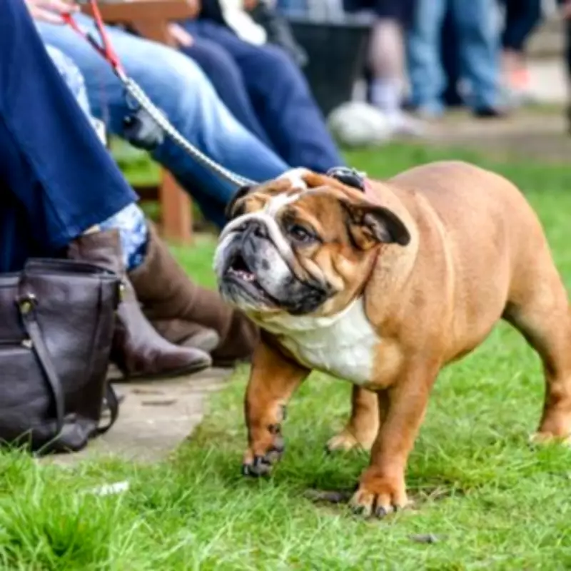 Midlands Rugby Club Issues Hospital Warning After Player Infected by Dog Waste