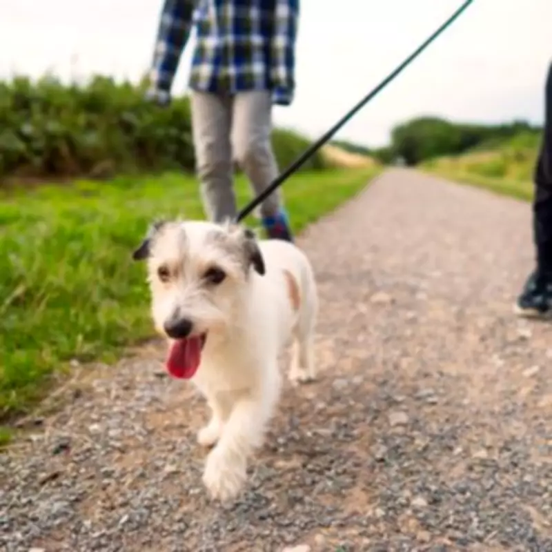 New Dog Walking Law Takes Effect Tomorrow in England and Wales