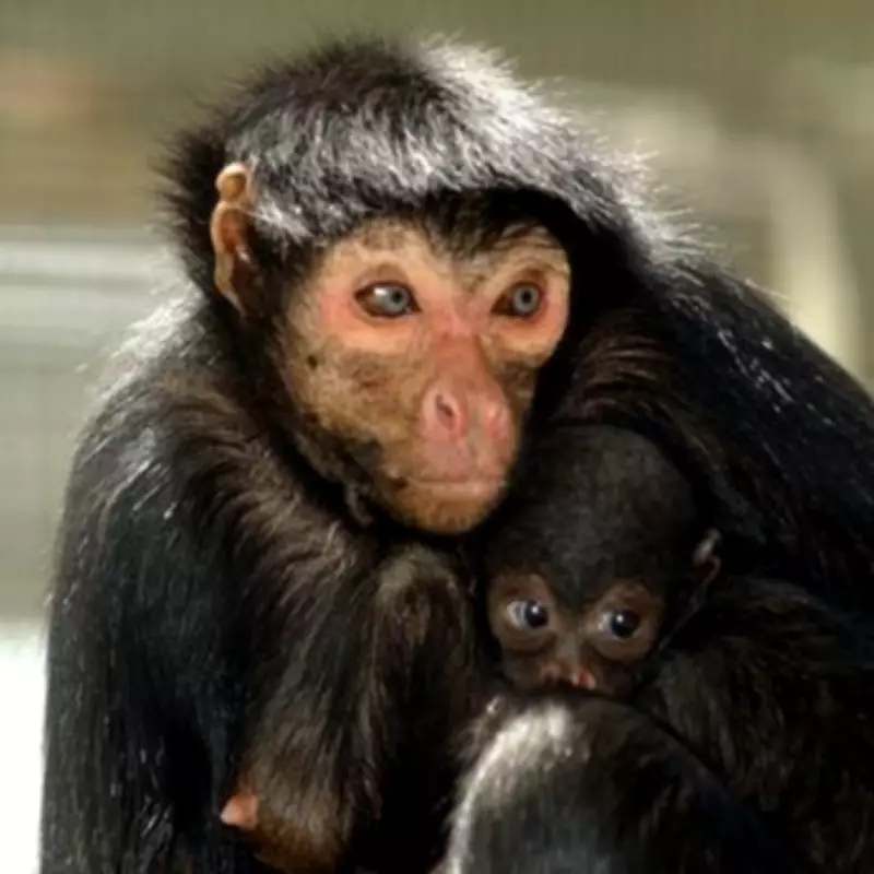 New Primate Pet Licence Rules Start in April with Fines Up to £478