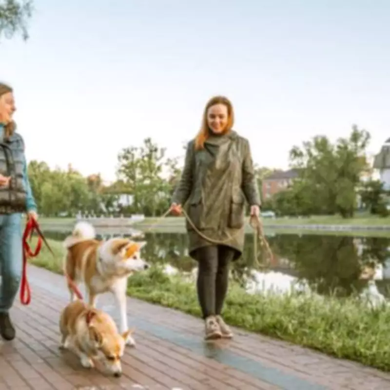 New UK Dog Walking Law: Unlimited Fines from March to July