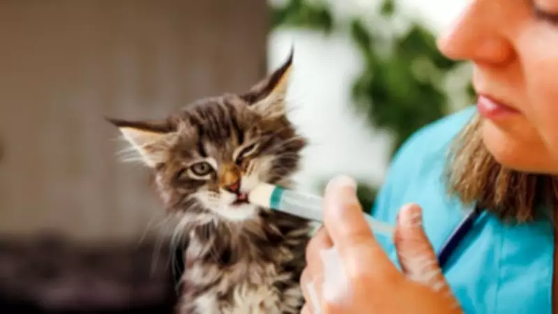 New Vet Rules to Bring Clearer Pricing and Lower Fees for Pet Owners