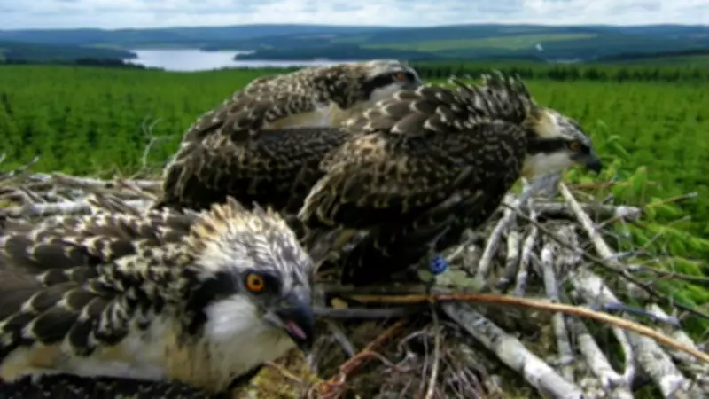 Osprey Watch Returns to Kielder for 2026 Season, Offering Birdwatching Sessions