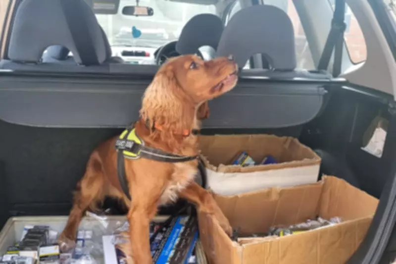 Police Dog's Wolverhampton Bust: Illegal Vapes, Cigarettes, and Make-up Seized