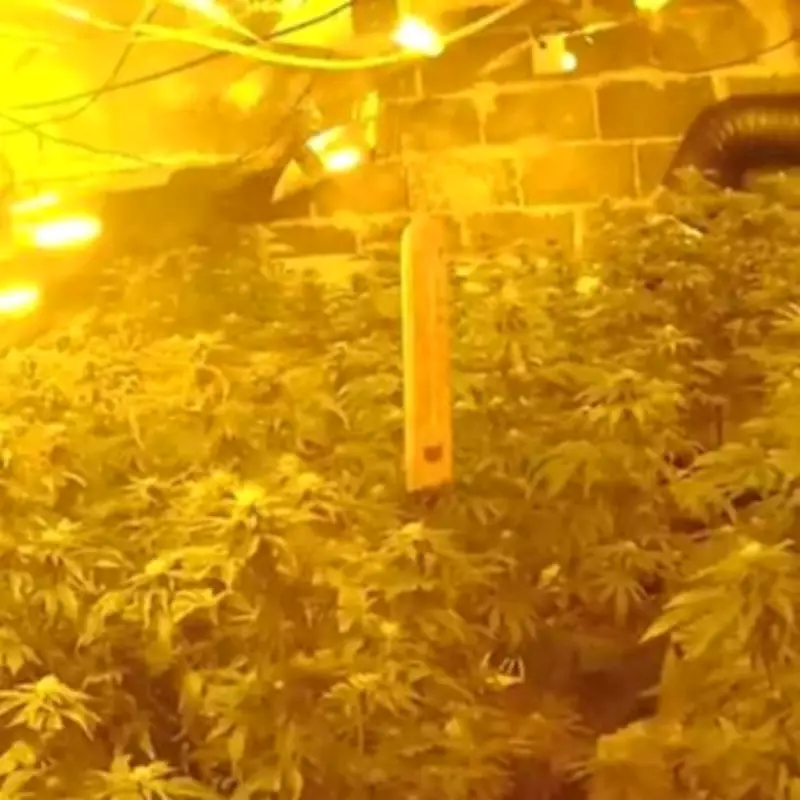 Police Uncover £200k Cannabis Farm in Midlands Bungalow, Man Jailed