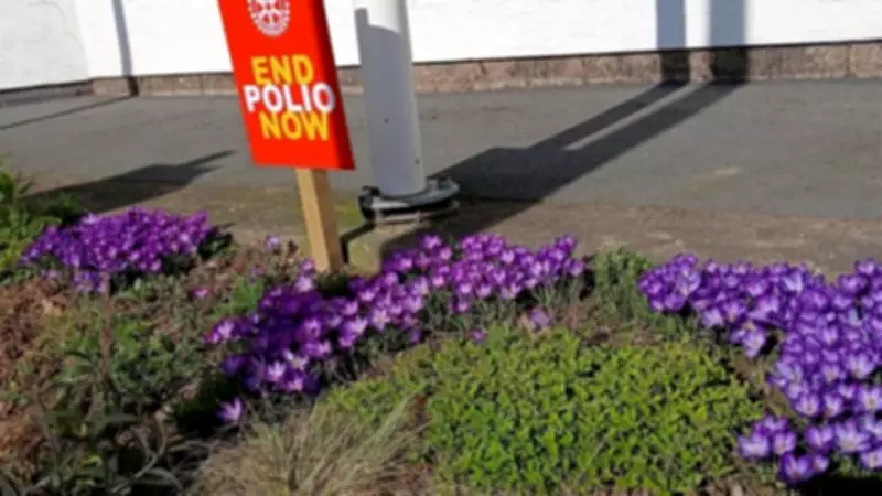 Purple Crocuses Bloom in Welshpool as Symbol of Rotary's Global Polio Fight