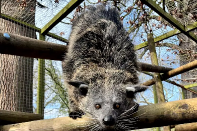 Rare Binturong Arrives at Drayton Manor Zoo in Conservation Effort
