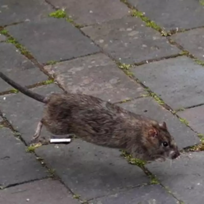 Rat Complaints Surge 16% in West Midlands Amid Ongoing Bin Strike
