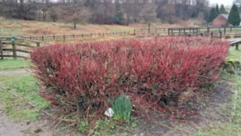 Rossendale Rotary Boosts Lumb Millennium Green with Community Garden Initiative