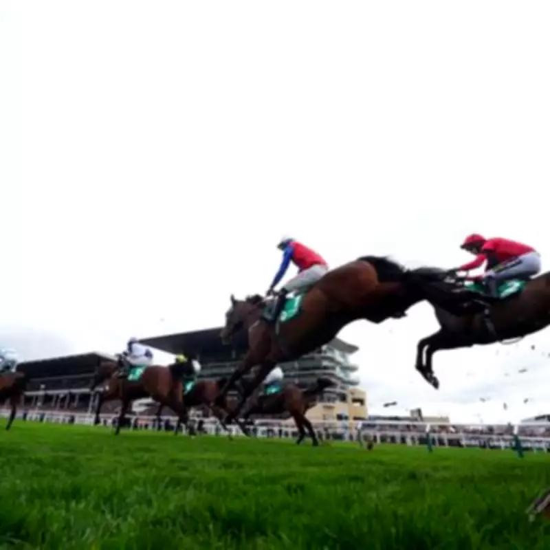 RSPCA Demands Safety Review After Hansard's Death at Cheltenham Festival