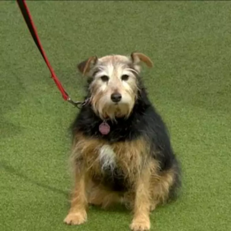 Scruffts Champion Crowned at Crufts 2026 in Birmingham