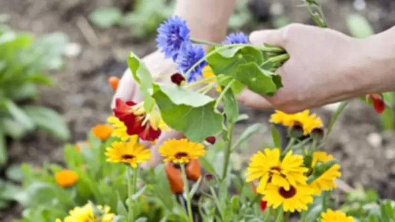 Six Fast-Growing Flowers to Sow Now for a Vibrant Garden This Spring