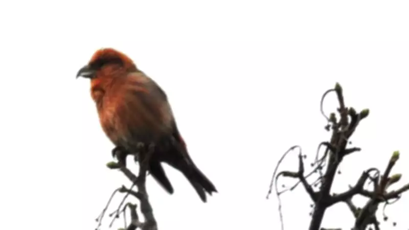 Spot Crossbills on Sefton Coast: Spring's Colorful Finch Visitors